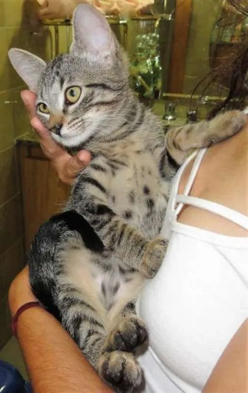 Gato ra a SRD idade 2 a 6 meses nome Maria Filó