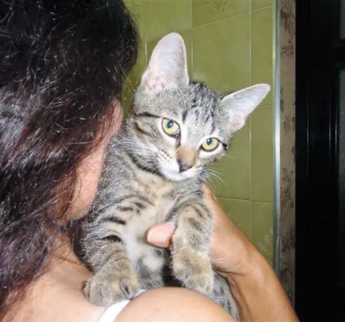 Gato ra a SRD idade 2 a 6 meses nome Maria Filó