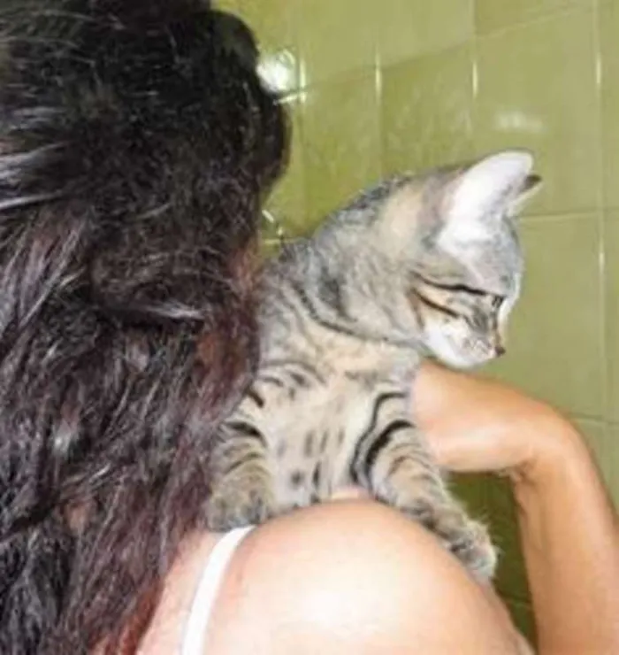 Gato ra a SRD idade 2 a 6 meses nome Maria Filó