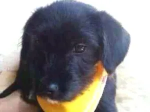 Cachorro raça SRD idade 2 a 6 meses nome Valério 
