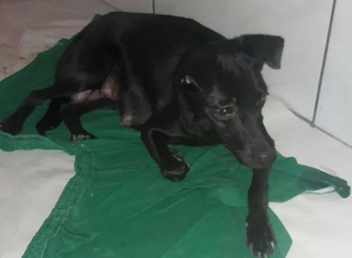 Cachorro raça vira latas idade 1 ano nome joly