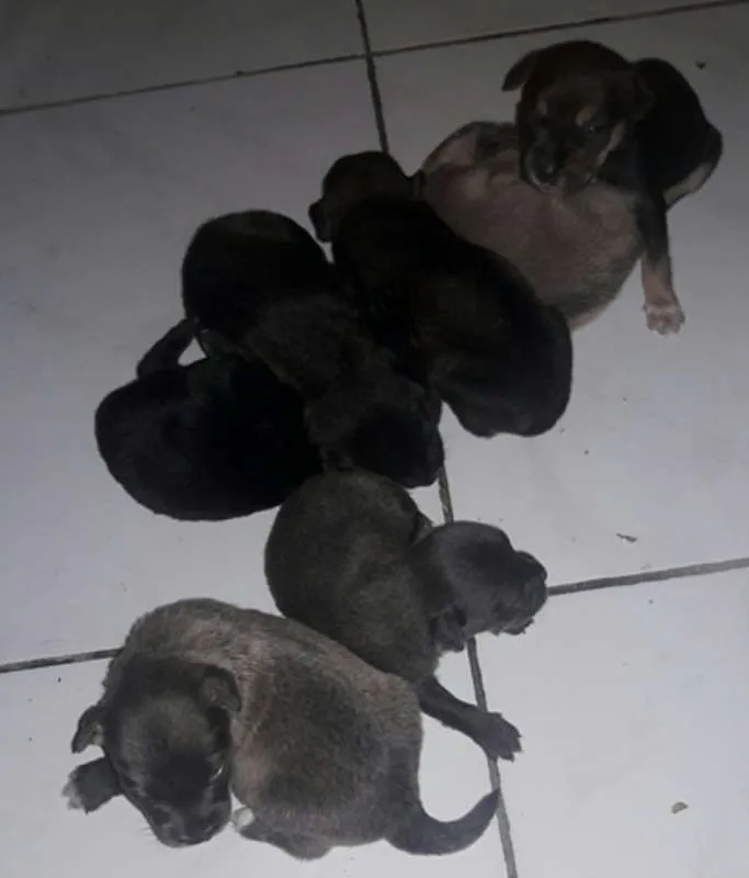 Cachorro raça vira latas idade Abaixo de 2 meses nome filhotes