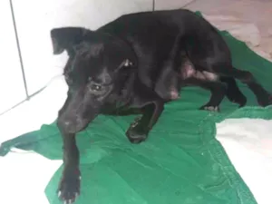 Cachorro raça vira latas idade 1 ano nome joly