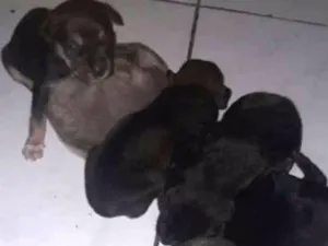 Cachorro raça vira latas idade Abaixo de 2 meses nome filhotes