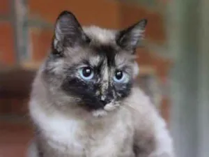 Gato raça SRD idade 1 ano nome Cristal