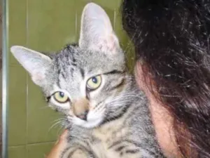 Gato raça SRD idade 2 a 6 meses nome Maria Filó