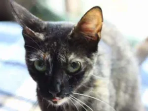 Gato raça SRD idade 2 a 6 meses nome Surya
