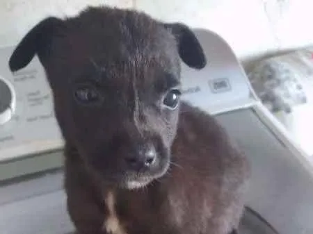 Cachorro ra a srd idade  nome PEQUENAS