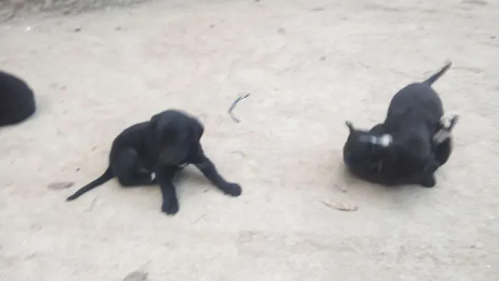 Cachorro ra a Srd idade 2 a 6 meses nome Não 