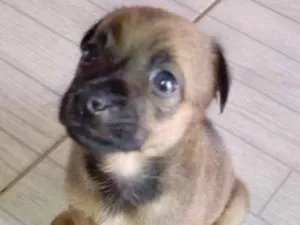 Cachorro raça SRD idade Abaixo de 2 meses nome Bruma