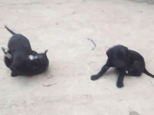Cachorro raça Srd idade 2 a 6 meses nome Não 