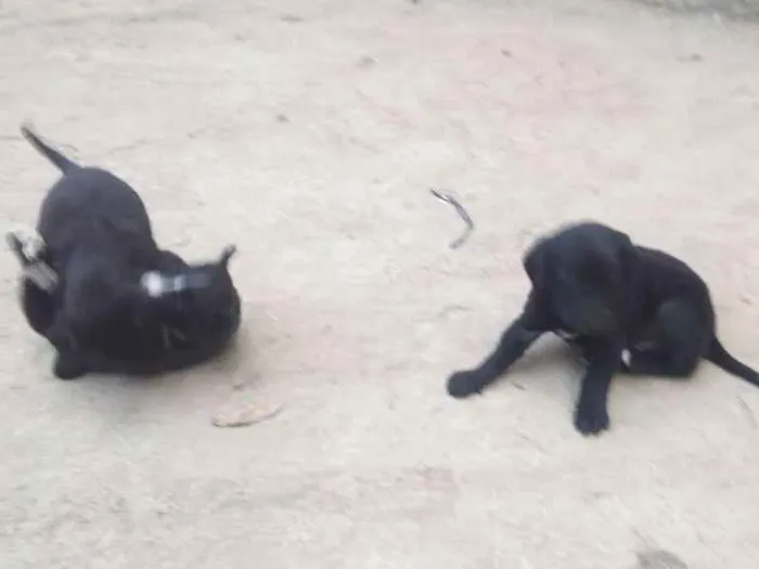 Cachorro ra a Srd idade 2 a 6 meses nome Não 