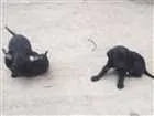 Cachorro raça Srd idade 2 a 6 meses nome Não 