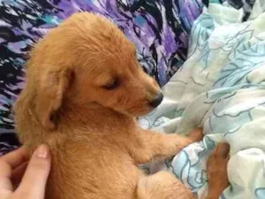 Cachorro raça Não sei idade 2 a 6 meses nome Não tem
