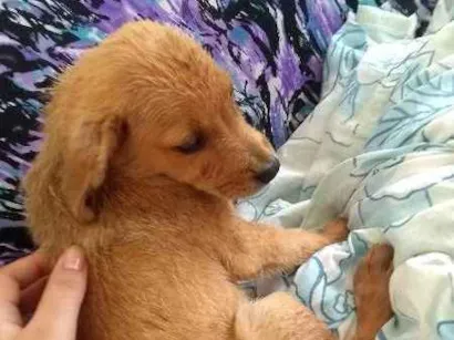 Cachorro raça Não sei idade 2 a 6 meses nome Não tem