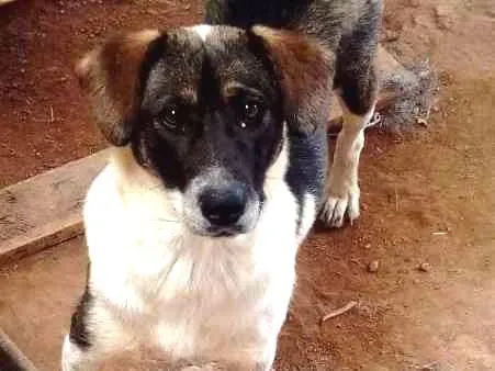 Cachorro ra a sem raça idade 7 a 11 meses nome Xuxa