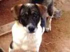 Cachorro raça sem raça idade 7 a 11 meses nome Xuxa