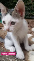 Gatinhos