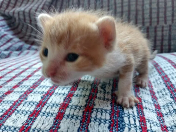 Gato raça  idade Abaixo de 2 meses nome ainda sem nomes