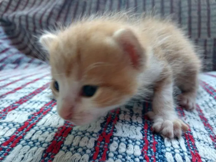 Gato raça  idade Abaixo de 2 meses nome ainda sem nomes