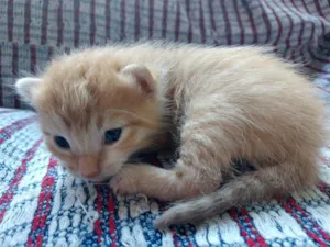 Gato raça  idade Abaixo de 2 meses nome ainda sem nomes