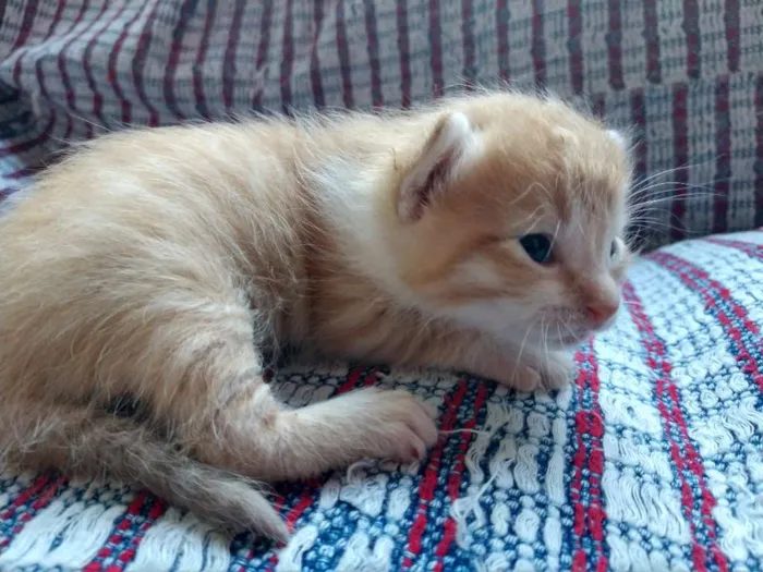 Gato raça  idade Abaixo de 2 meses nome ainda sem nomes