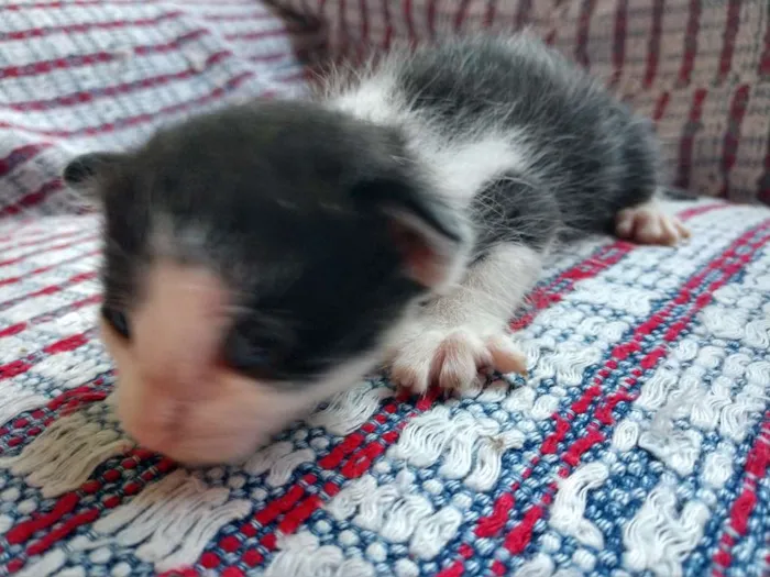 Gato raça  idade Abaixo de 2 meses nome ainda sem nomes