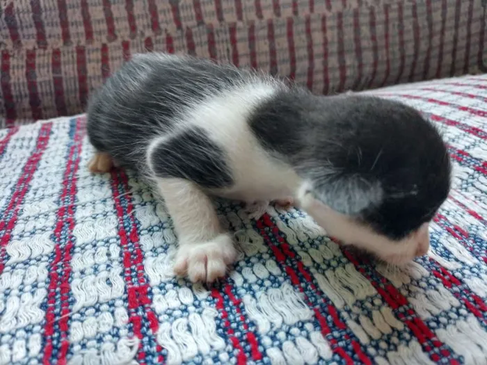 Gato raça  idade Abaixo de 2 meses nome ainda sem nomes
