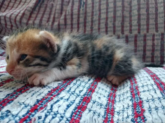 Gato raça  idade Abaixo de 2 meses nome ainda sem nomes