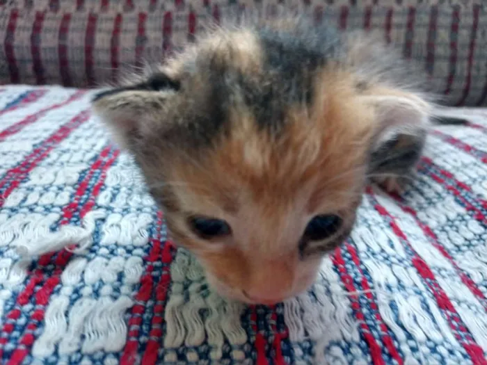 Gato raça  idade Abaixo de 2 meses nome ainda sem nomes