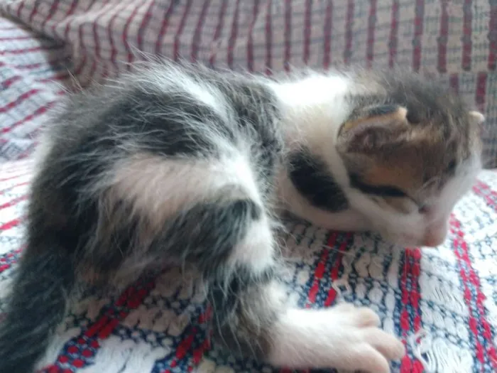 Gato raça  idade Abaixo de 2 meses nome ainda sem nomes
