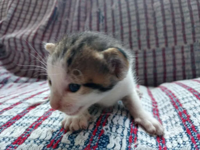 Gato raça  idade Abaixo de 2 meses nome ainda sem nomes