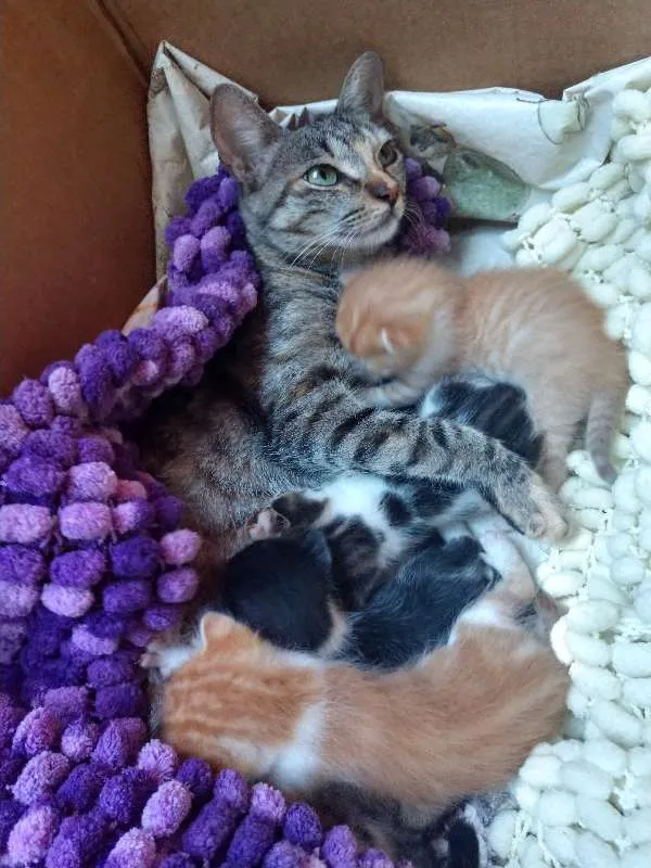 Gato raça  idade Abaixo de 2 meses nome ainda sem nomes