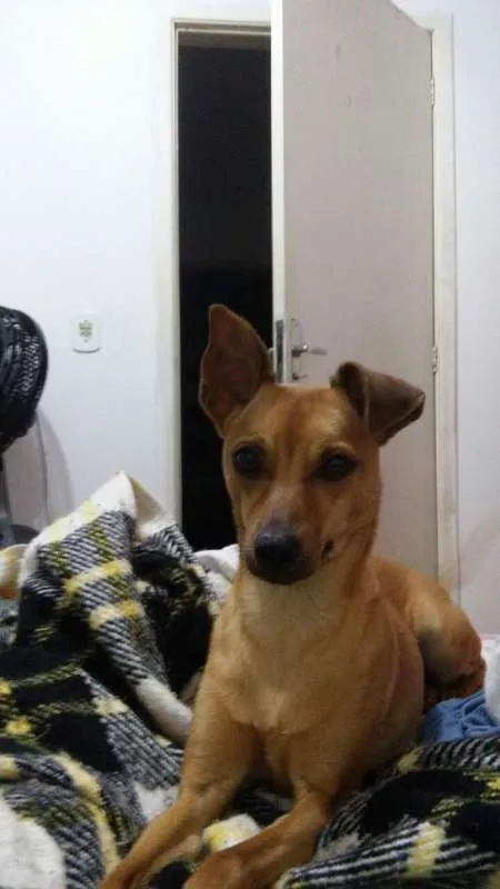 Cachorro ra a viralata idade 7 a 11 meses nome Meg