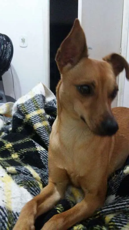 Cachorro ra a viralata idade 7 a 11 meses nome Meg
