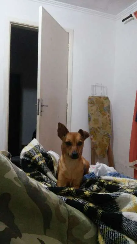 Cachorro ra a viralata idade 7 a 11 meses nome Meg