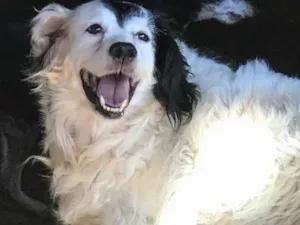 Cachorro raça SRD  idade 6 ou mais anos nome Billy 