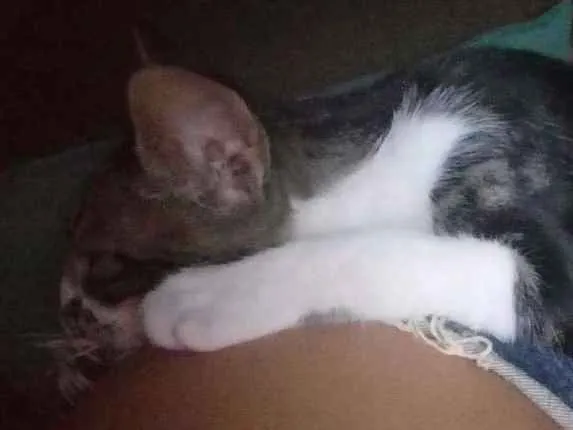 Gato raça Nao definida idade 7 a 11 meses nome Eva