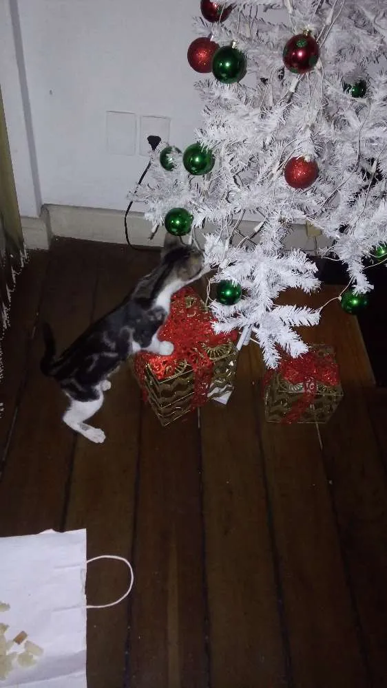 Gato raça Nao definida idade 7 a 11 meses nome Eva