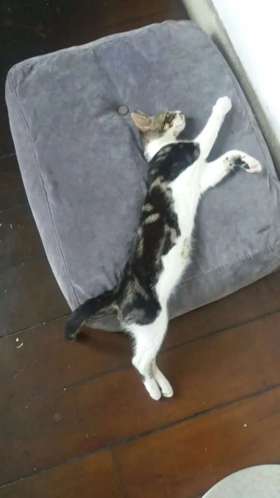 Gato raça Nao definida idade 7 a 11 meses nome Eva