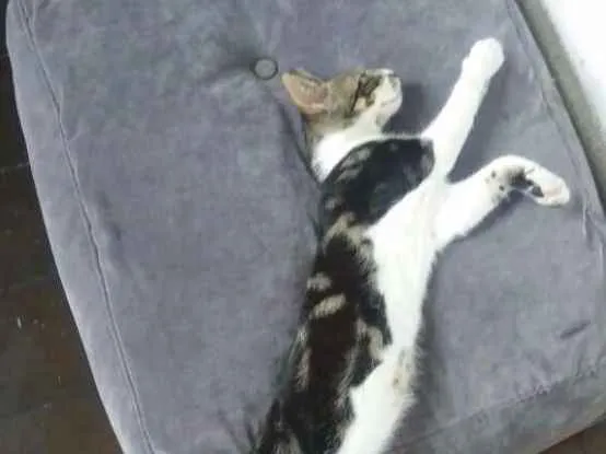 Gato raça Nao definida idade 7 a 11 meses nome Eva