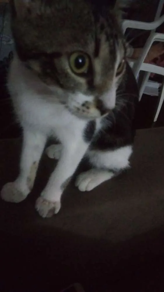 Gato raça Nao definida idade 7 a 11 meses nome Eva