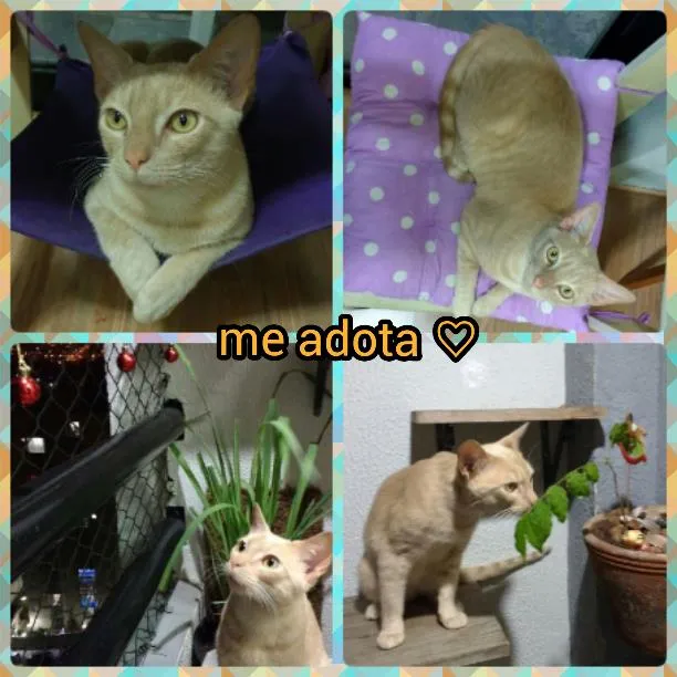 Gato ra a sem raça definida idade 4 anos nome Quindim
