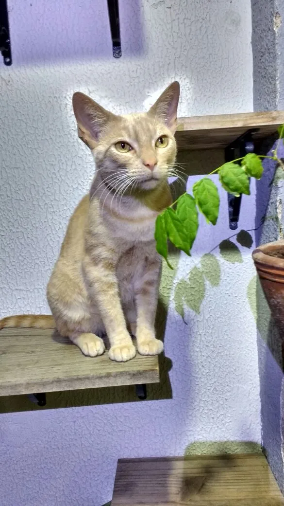 Gato ra a sem raça definida idade 4 anos nome Quindim