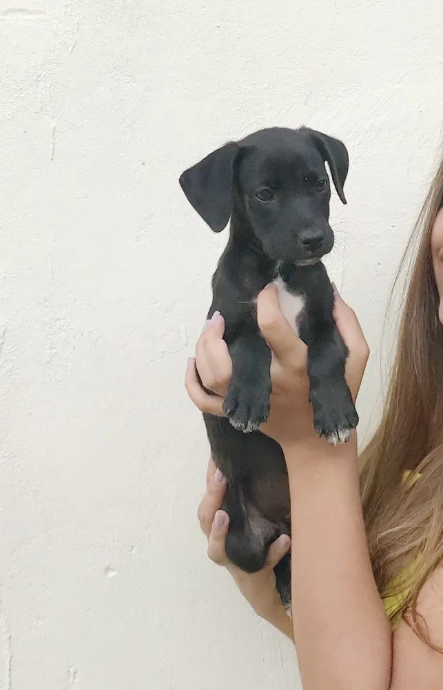 Cachorro ra a Vira lata  idade 2 a 6 meses nome Bebês 