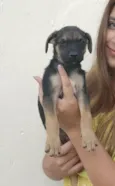 Bebês 