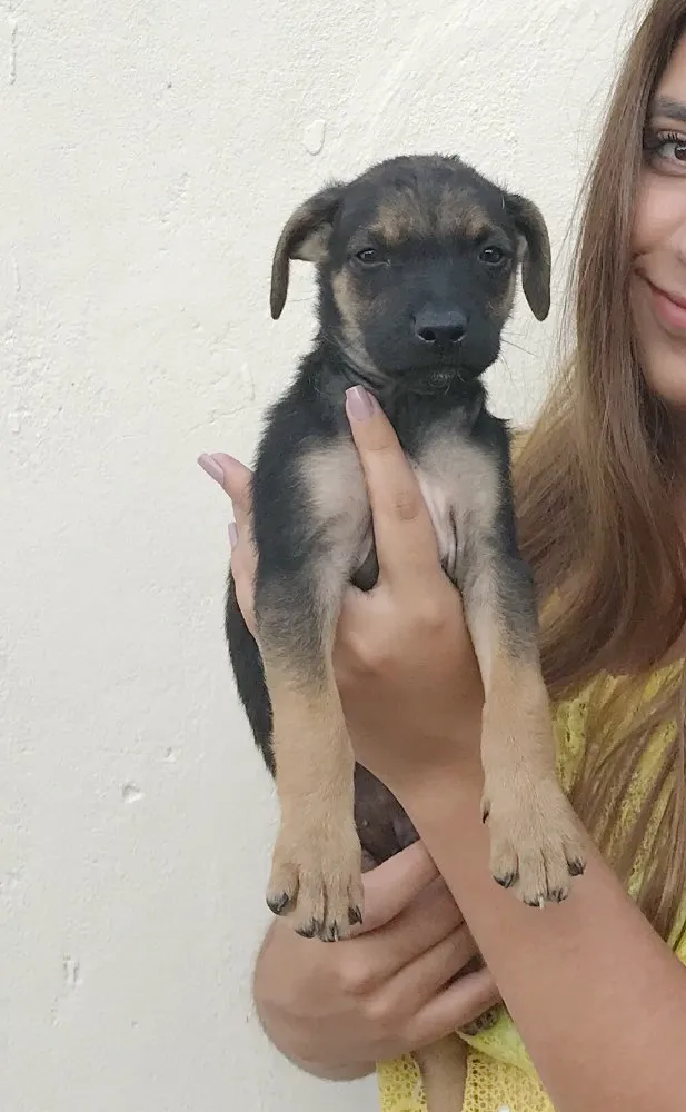 Cachorro ra a Vira lata  idade 2 a 6 meses nome Bebês 