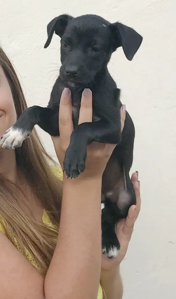 Cachorro ra a Vira lata  idade 2 a 6 meses nome Bebês 