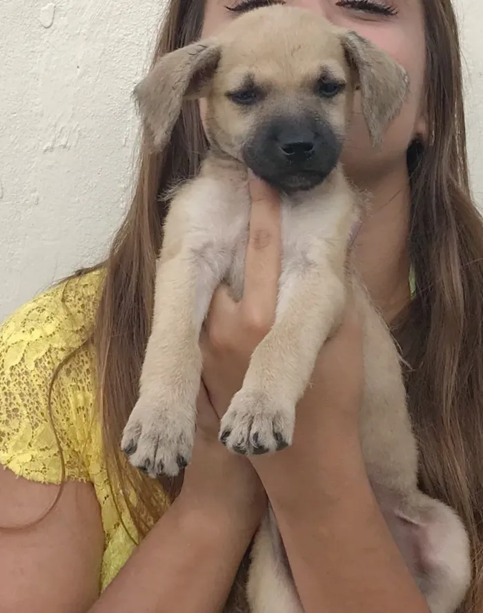 Cachorro ra a Vira lata  idade 2 a 6 meses nome Bebês 