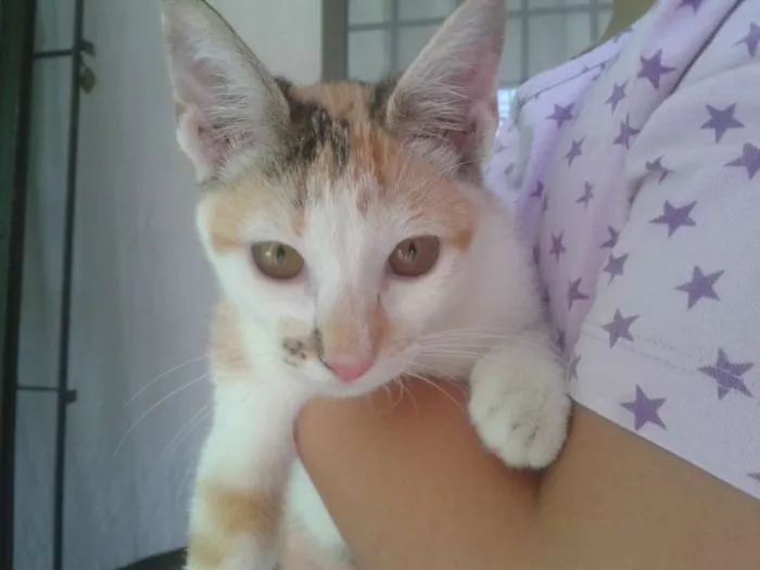 Gato ra a Vira-lata idade 2 a 6 meses nome Mal